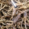 Fresh Ginseng Wholesale