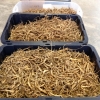 Fresh Ginseng Wholesale