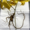 Fresh Wild American Ginseng with Stem Top