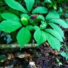 Wild American Ginseng Plant