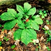 Wild American Ginseng Plant