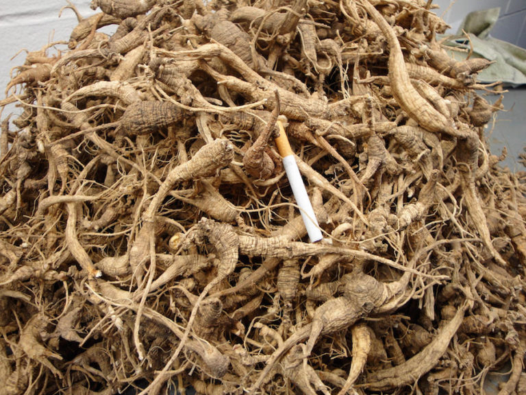 North Carolina American Ginseng