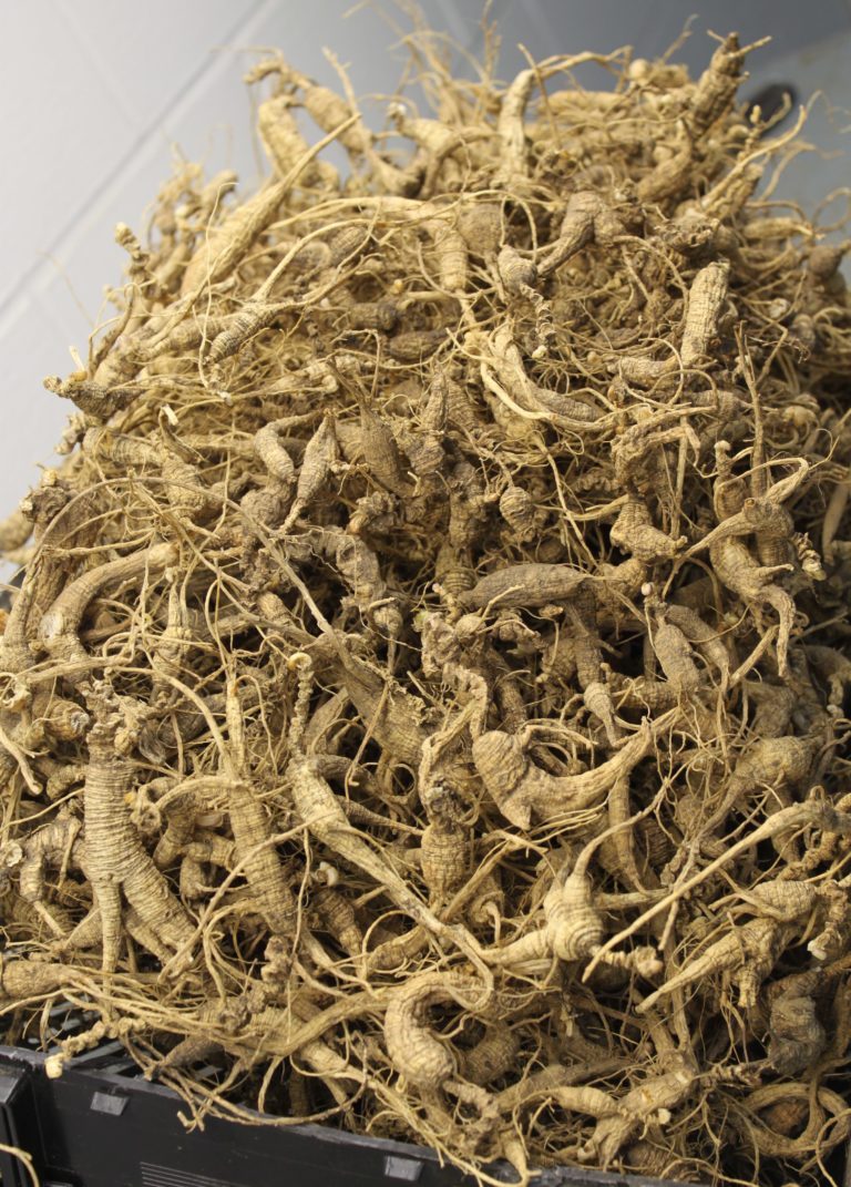 Virginia West Virginia American Ginseng