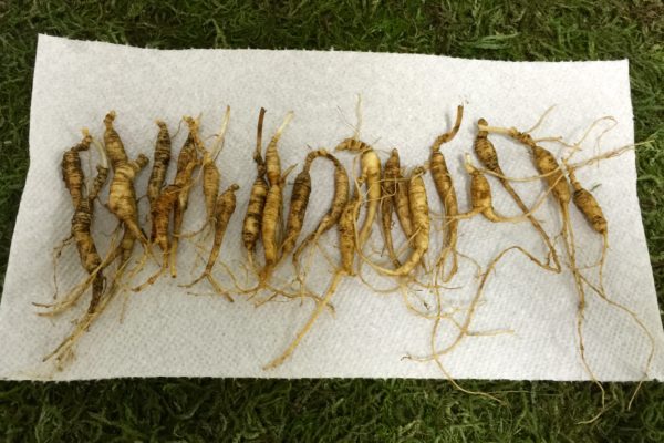 [SOLD OUT]  Fresh Rootlets - Image 2