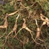 [SOLD OUT]  Fresh Rootlets