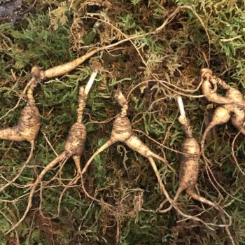 [SOLD OUT]  Fresh Rootlets