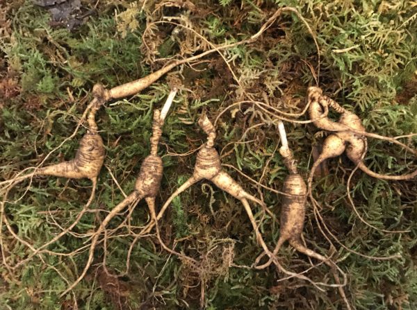 [SOLD OUT]  Fresh Rootlets