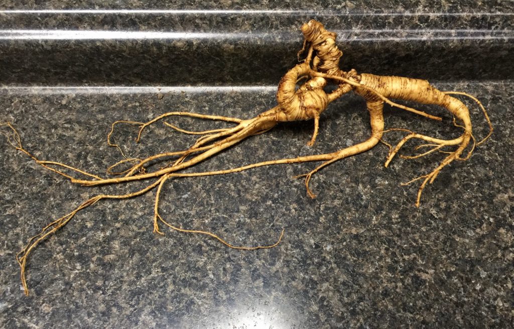 AG Monster Root - Signature Series