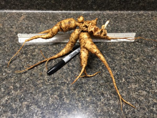AG Monster Root - Signature Series