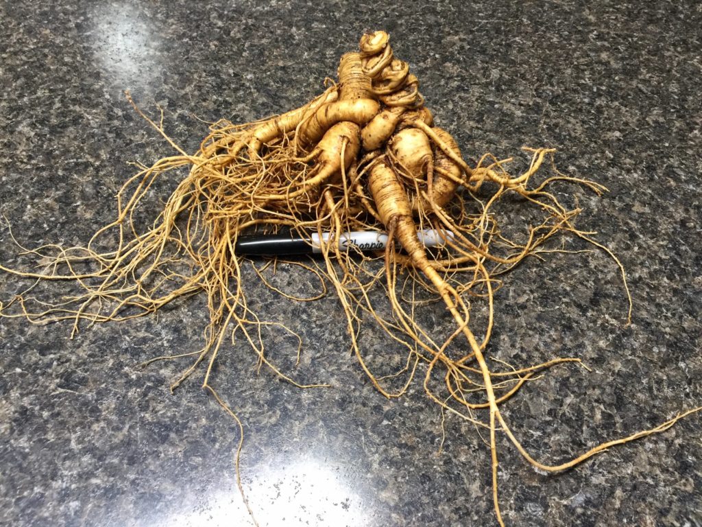 AG Monster Root - Signature Series