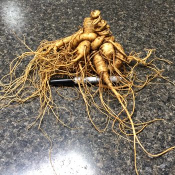 AG Monster Root - Signature Series