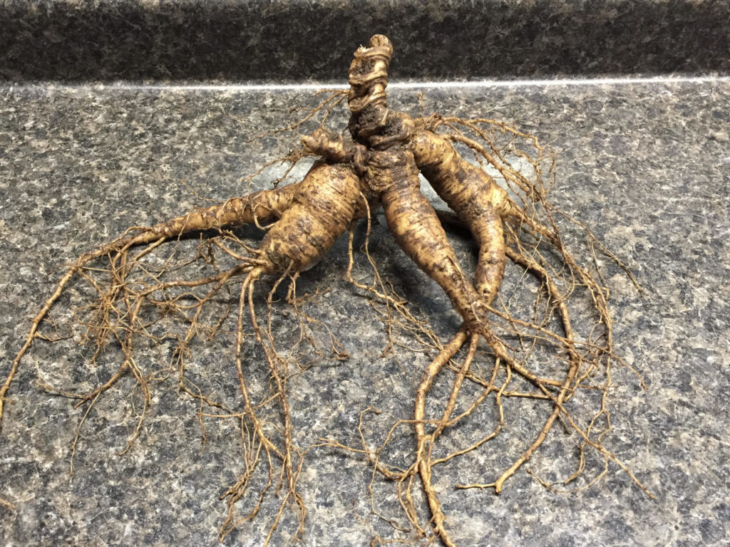 AG Monster Root - Signature Series
