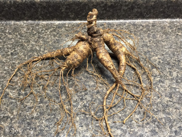 AG Monster Root - Signature Series