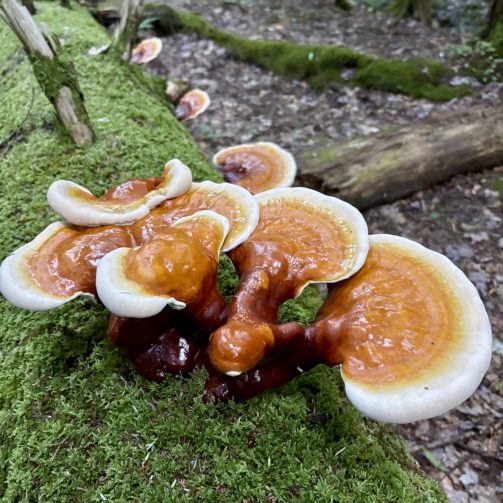 Reishi