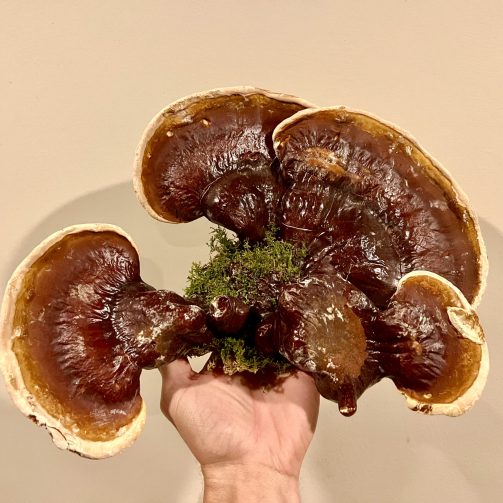 Reishi